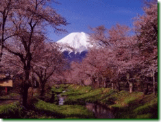 お宮橋の桜と富士山